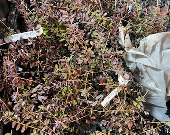 15 x Cranberry Plants (3 varieties) - Bare Root Plugs - USDA Zone 3-7