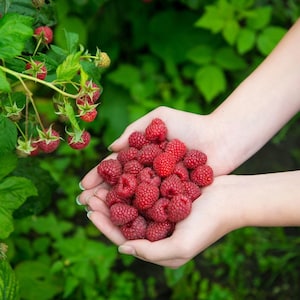May include: A handful of freshly picked red raspberries, held in cupped hands, with more berries and green leaves in the background. The raspberries are ripe and juicy, with a vibrant red color. The image captures the essence of a summer harvest.