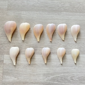 Sanibel papieren vijgenschelpen: 2,5 tot 3,5 inch