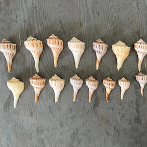 Sanibel Lightning Whelks - 2.5&quot; to 4&quot;