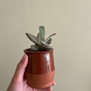 May include: A small succulent plant in a two-tone, brown ceramic pot. The pot has a glossy, glazed upper section and a matte, terracotta-colored base. The plant features soft, gray-green leaves with reddish-brown tips, creating a natural, earthy aesthetic.