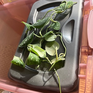 Healthy plant cuttings