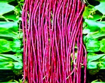 Longyard bean Red,lubi,borboti ,snack bean 15 seeds.