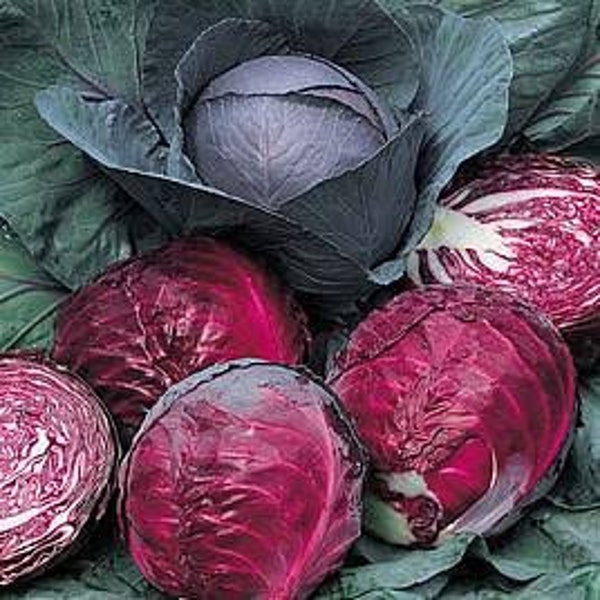 Cabbage red drumhead 100 seeds.