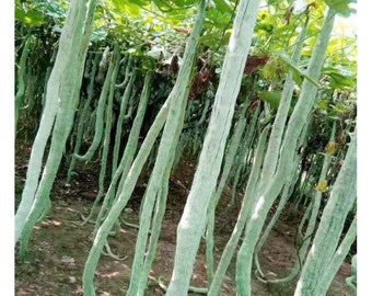 snack gourd long,serpent gourd ,snack squash 7 seeds