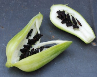Achocha Caigua -chinese potol,cylanthera pedata 15 seeds