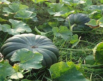 Indian,bangladeshi pumpkin,misti lau 20 seeds.Good seeds