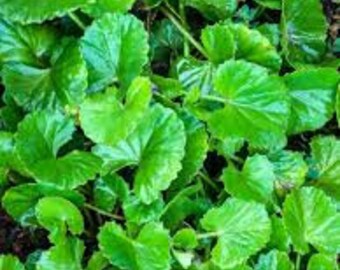 Centella asiatica,gotukola ,bua bok,thankoni pata30  seeds