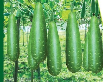 extra long lau,bottle gourd /hajari lau 5 seeds