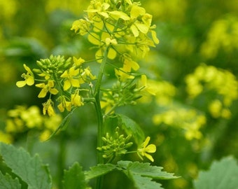 Indian Mustard ,sorso,sarson 200 seeds