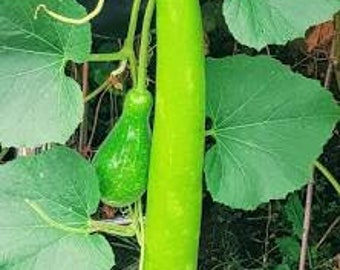 Snack bottle gourd , bash lau,lauki, kaddu 5 seeds