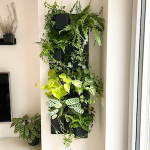 May include: A black wall-mounted planter with various green plants, including ferns, ivy, and other leafy plants. The planter has a grid design and is filled with black pots.