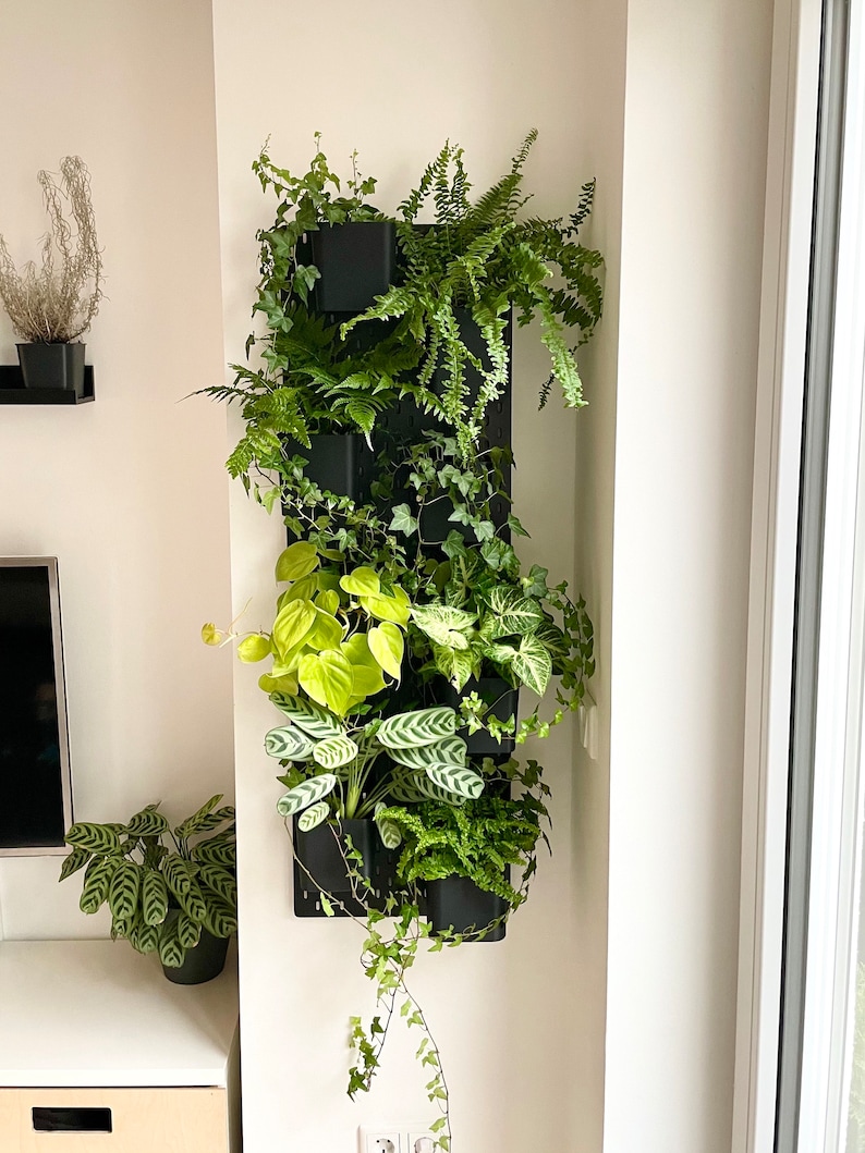 May include: A black wall-mounted planter with various green plants, including ferns, ivy, and other leafy plants. The planter has a grid design and is filled with black pots.