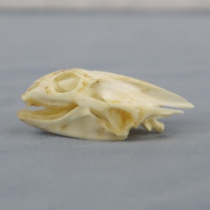 Turtle Skull, Turtle Specimens, Animal Specimens, Collection Enthusiasts, Antiques And Novel Specimens, Academic Enthusiasts