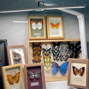 Real Butterfly Specimens, Rare Butterfly Specimens, Colorful Butterflies, Home Living Room Decoration, Collectibles, Insect Specimens