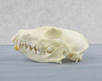 Fox Skull, Taxidermy, Animal Skull Collection Lover Gift, Exotic Nature Gift, Real Animal Taxidermy