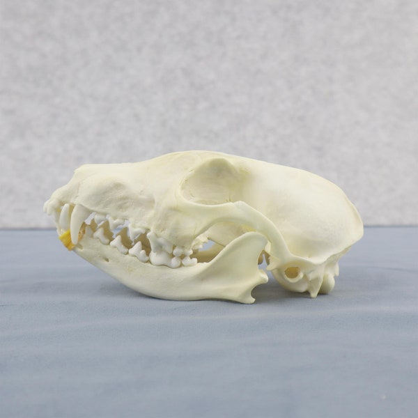 Fox Skull, Taxidermy, Animal Skull Collection Lover Gift, Exotic Nature Gift, Real Animal Taxidermy