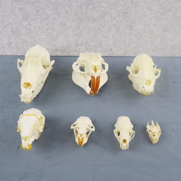 Nutria Skull, Raccoon Skull, Fox Skull, Turtle Skull, Muskrat Skull, Mink Skull, Rabbit Skull, Real Animal Skeleton Specimens, Animal Lovers