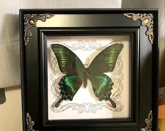 Green Emerald Swallowtail Butterfly, Real Butterfly Specimen, 6.7*6.7*1 Inch Photo Frame Specimen, Collection Enthusiasts, Decoration