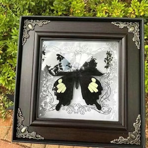 Jade-Spotted Papilion Butterfly Specimen, Real Butterfly Specimen, 6.7*6.7*1 Inch Photo Frame Specimen, Desktop Decoration