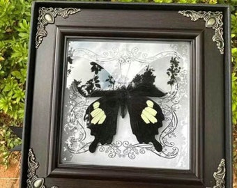 Jade-Spotted Papilion Butterfly Specimen, Real Butterfly Specimen, 6.7*6.7*1 Inch Photo Frame Specimen, Desktop Decoration
