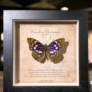 Butterfly Specimen, 9.18-Inch Photo Frame Butterfly Specimen, Real Butterfly, Desktop Decoration Ornaments, Collectibles