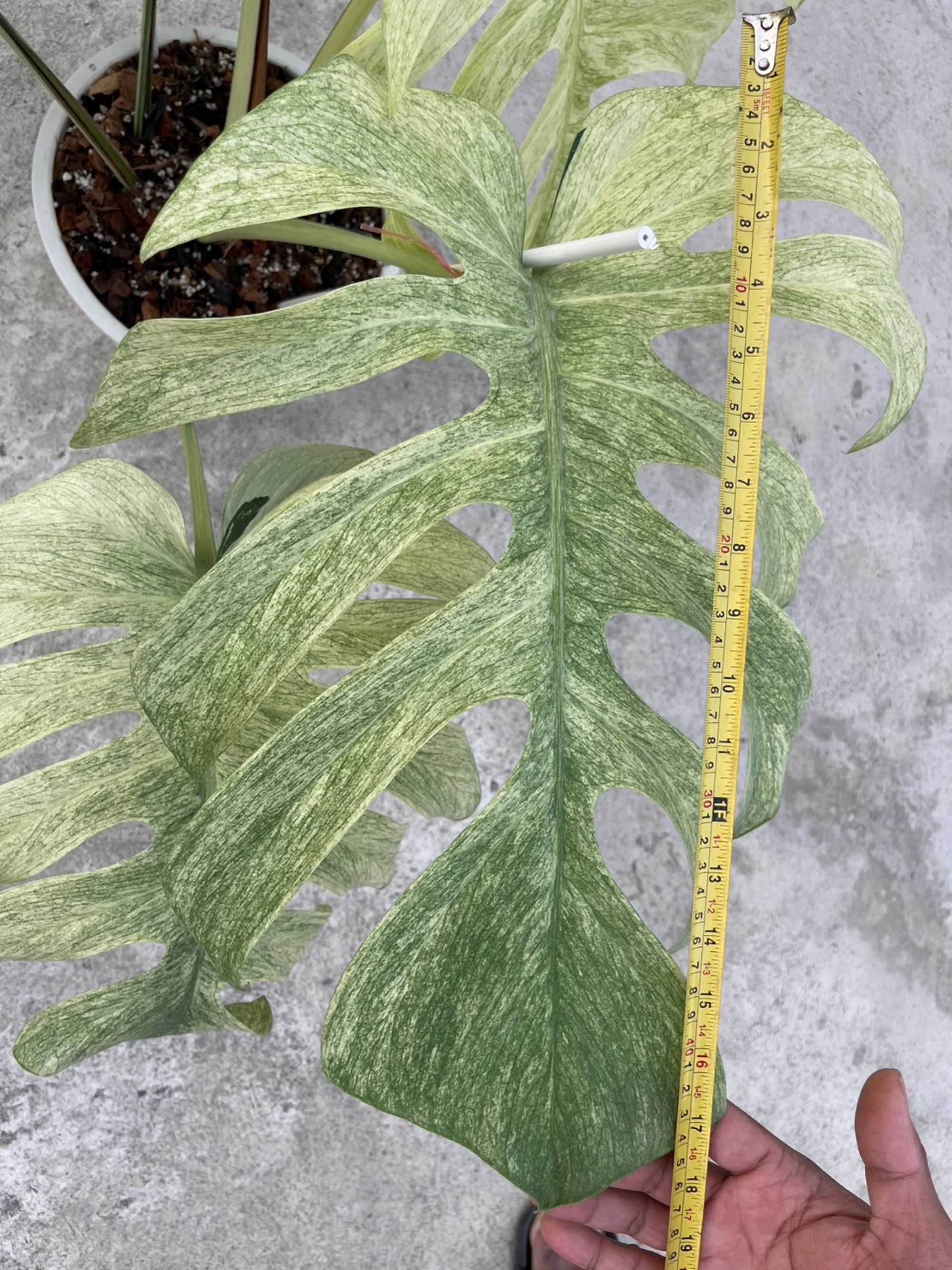 Monstera Mint Variegated - Etsy Canada