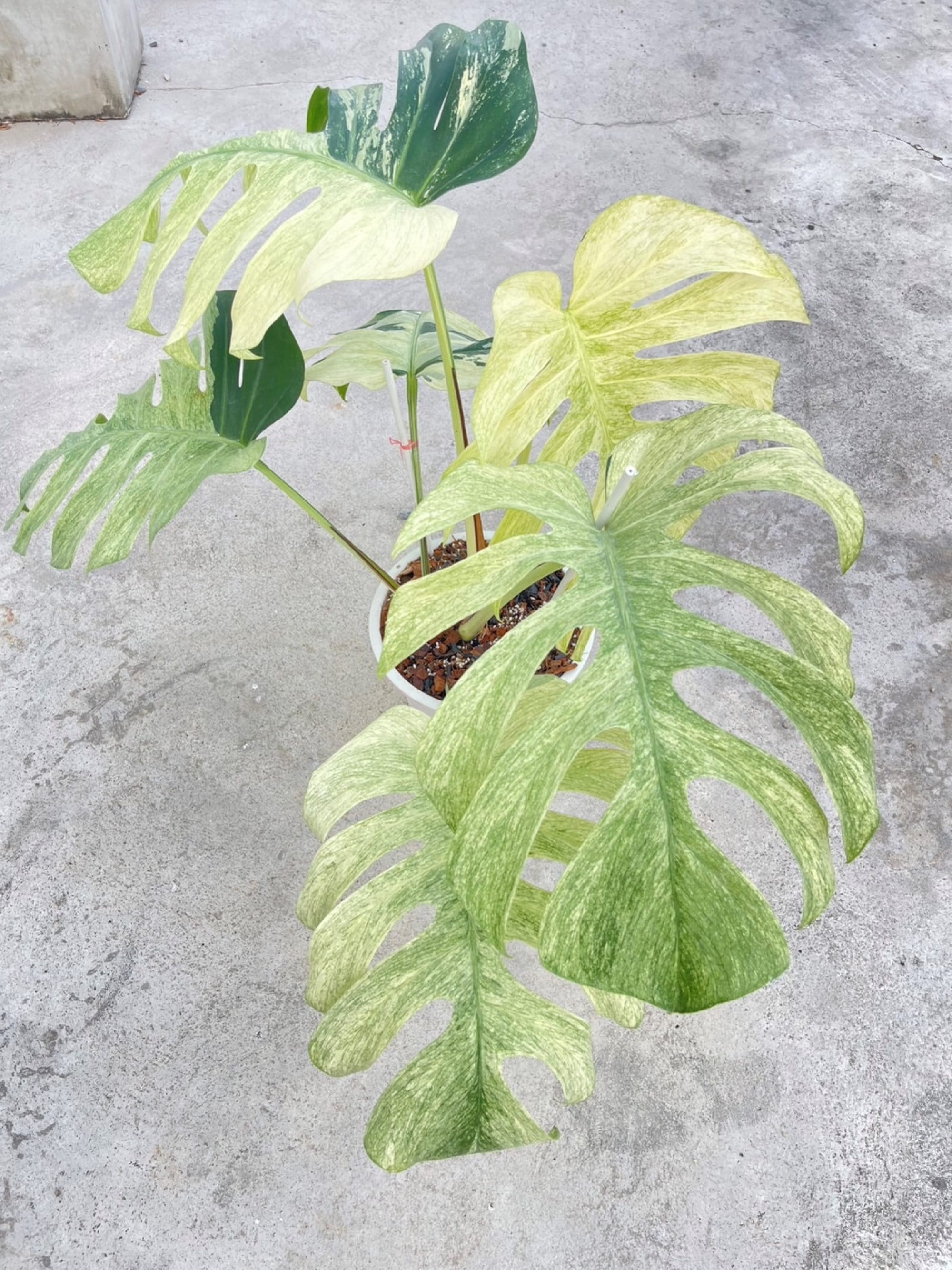 【希少】Monstera deliciosa mint variegata Monstera Deliciosa Mint Variegated – Giant Tropical Nursery