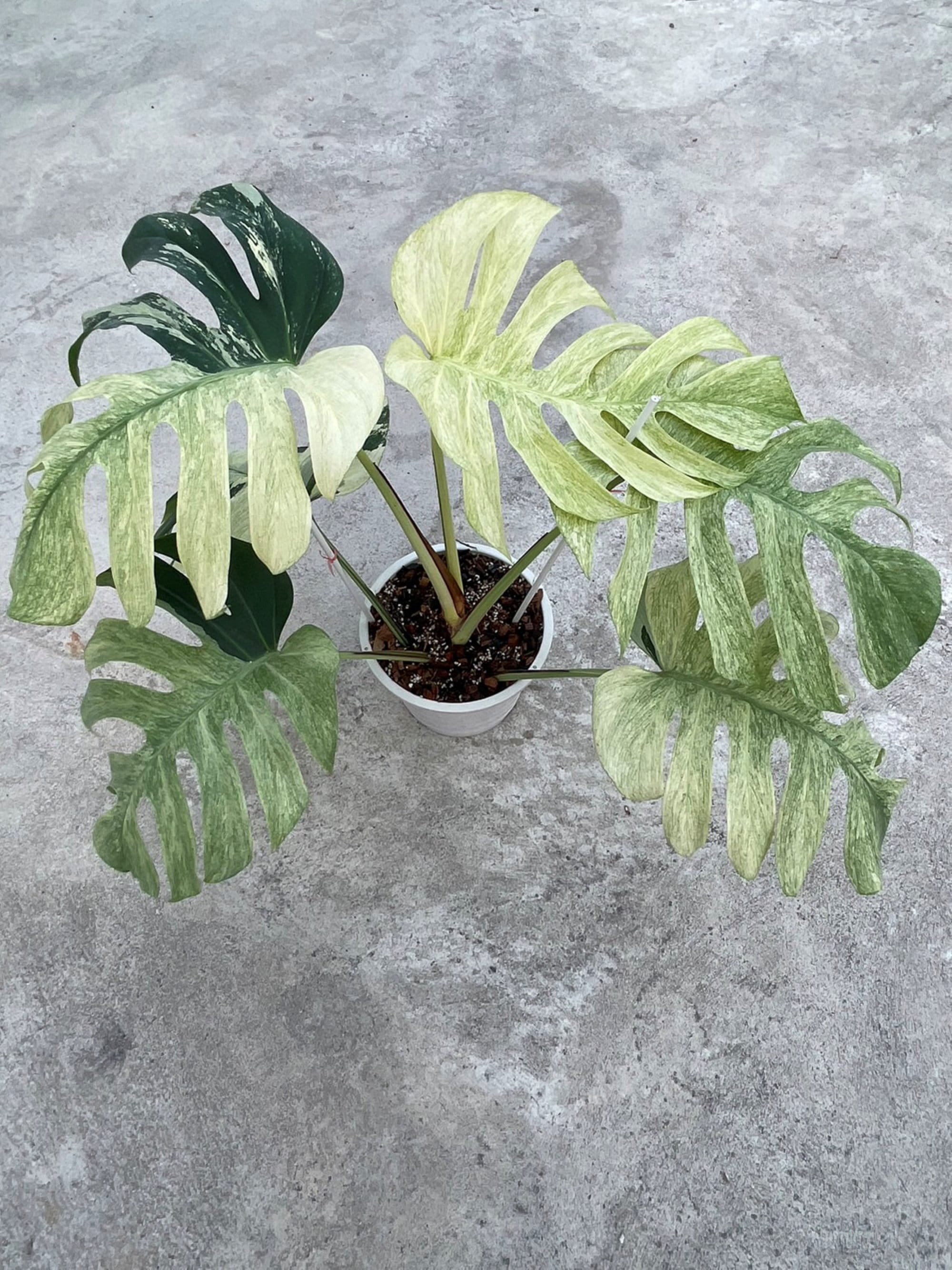 Monstera mint - Etsy 日本 Monstera mint - Etsy 日本