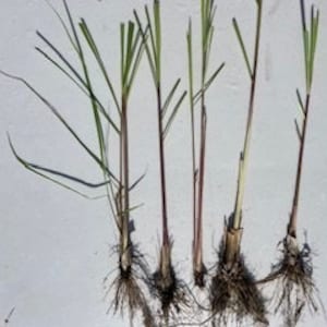 May include: Five lemongrass plants with roots, ready to be planted in the garden. The plants have green leaves and brown roots.