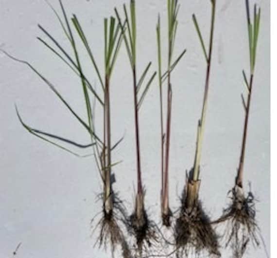 5-30 Organic Lemon Grass Stalks over 6 inches Ready to Plant Fast Growing Lemon Grass Plants with Roots Non GMO Pesticide Free Live Plants