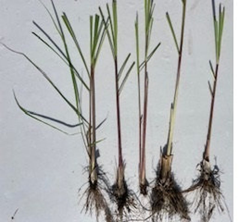 May include: Five lemongrass plants with roots, ready to be planted in the garden. The plants have green leaves and brown roots.