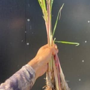 May include: A bunch of lemongrass plants with roots, ready to be planted in the garden.