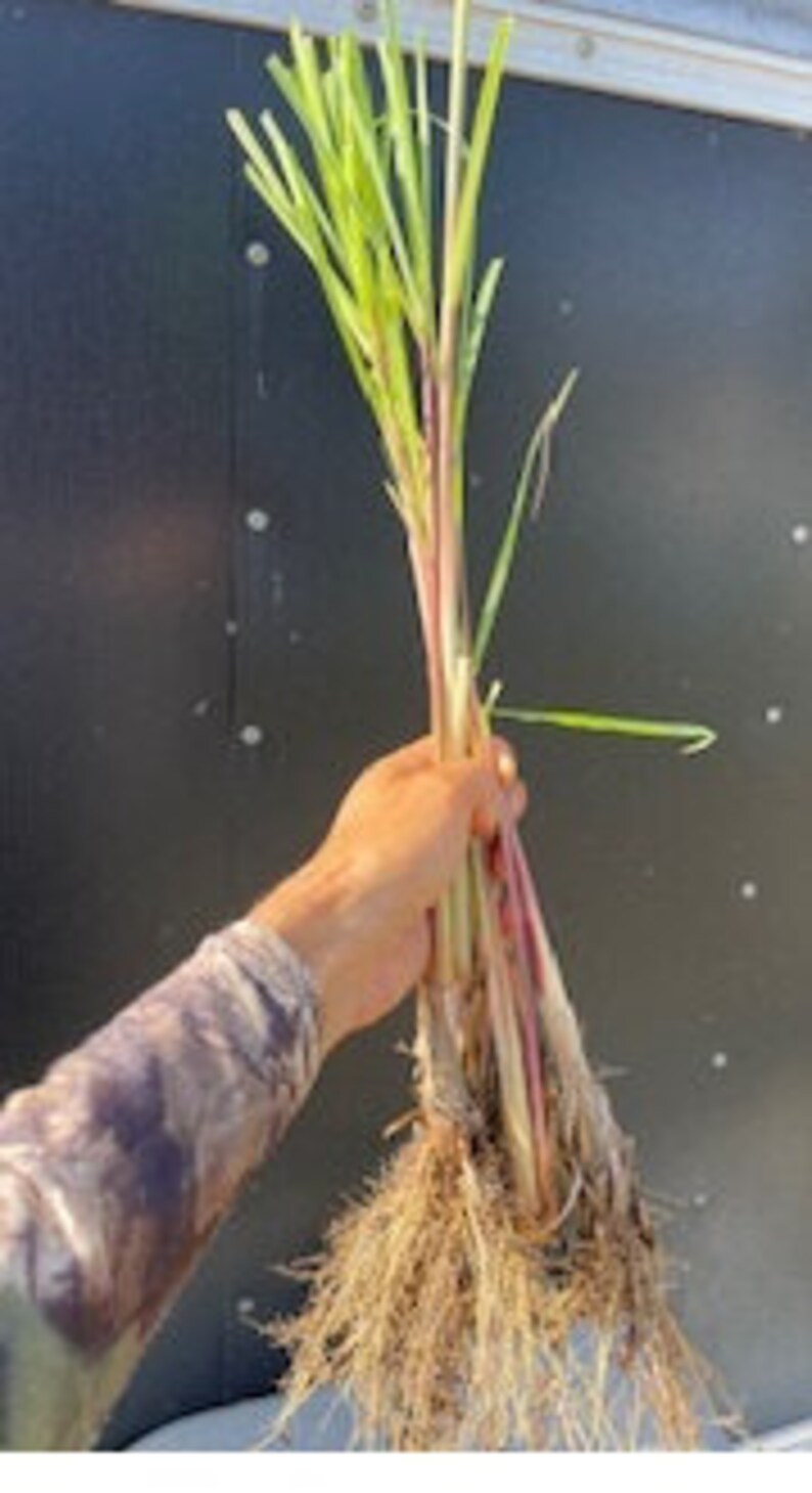May include: A bunch of lemongrass plants with roots, ready to be planted in the garden.