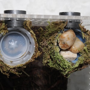 Met mos bedekte feederschaal Water- en voerschaal voor springspinnen Voer- en waterbak Kleine kikkerbehuizingen Huisdierinsecten