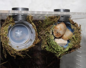 Moss Covered Feeder Dish Water & Food Dish for Jumping Spiders Food and Water Bowl Small Frog Enclosures Pet Insects