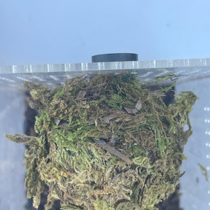 Moss Ball Hide for Jumping Spider