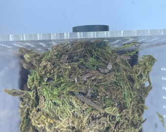 Moss Ball Hide for Jumping Spider
