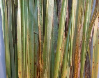 Hojas de palma de hojas de palma de coco flexibles para tejer o arreglos florales cosechadas frescas a pedido