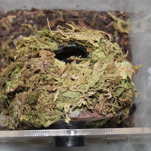 Hanging Moss Hide for Spiders Jumping Spiders Magnetic Stays on Enclosure Wall with Magnets Jumping Spider Hide Spider House Frog House