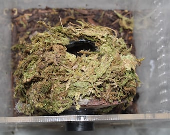 Hanging Moss Hide for Spiders Jumping Spiders Magnetic Stays on Enclosure Wall with Magnets Jumping Spider Hide Spider House Frog House