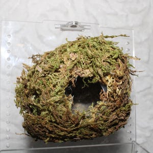 Moss Ball Hide for Pet Spider Jumping Spider Choose a Size Medium or Large