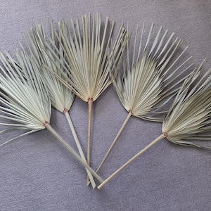 Palm Fronds From Saw Palmetto Palms Dried ~ 20" long Palm Leaves for Floral Arrangements or Crafts Wall Décor Tropical Accent from Florida