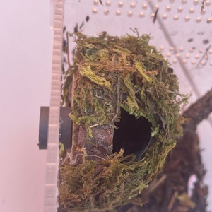 Hanging Moss Hide for Spiders Jumping Spiders Insects Magnetic Stays on Enclosure Wall with Strong Magnets Jumping Spider Hide