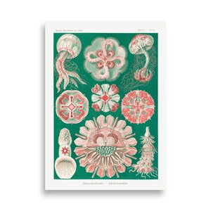 Vintage Ernst Haeckel Jellyfish Illustration, Digital Download, Wall Art, Poster, Decor, Print, Nature, Wildlife, Sea Life, Ocean