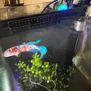 Fluval Spec V Intake Cover (Protects Delicate Fins!)