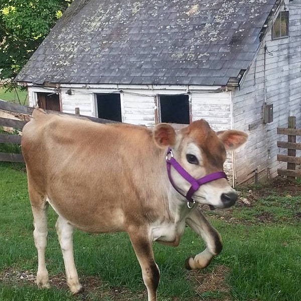 PADDED Carter Pet Supply Cow, Bull, Yearling, Calf Newborn Halter USA Hand Made