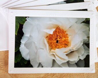 Japanese Peony of West Chester Blank Greeting Cards (6)