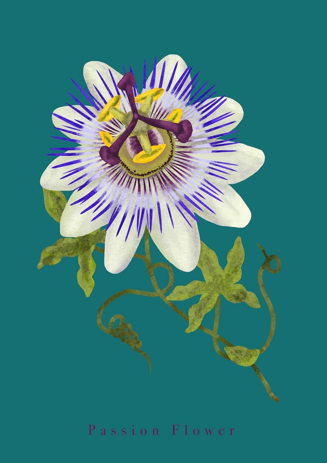 A3 A4 Passion Flower Illustration Flower Print Passion Etsy