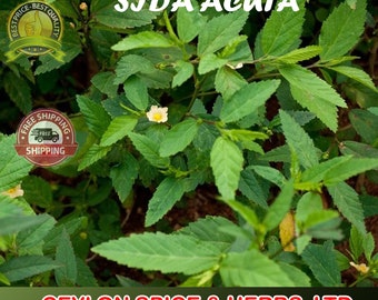 Sida Acuta ,Freshly Air Dry To Order, Dried Leaves, Sida Rhombifol ,100% Organic Sida acuta , Organic Broom weed,Sida Rhombifolia 2 KG RARE